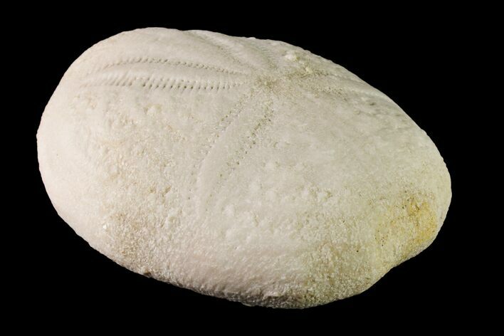 Fossil Sea Urchin (Eupatagus) - Florida #161268